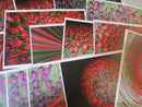 Photos By Alexis Printed Papers Pack of 14 A4 Sized Tulip Delight